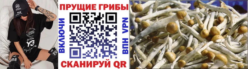 это как зайти  Южно-Сухокумск  KRAKEN как зайти  Псилоцибиновые грибы ЛСД  что такое наркотик 